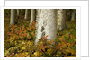 Colorful Autumn Leaves and White Trunks of Aspen Trees by Anonymous