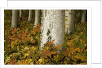 Colorful Autumn Leaves and White Trunks of Aspen Trees by Anonymous
