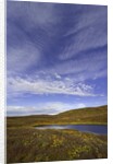 Cirrus and Cumulus Clouds Above Autumn Tundra in Denali National Park by Anonymous