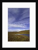 Cirrus and Cumulus Clouds Above Autumn Tundra in Denali National Park by Anonymous