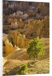 Sandstone hoodoos seen from Sunset Point in Bryce Canyon National Park by Anonymous