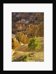Sandstone hoodoos seen from Sunset Point in Bryce Canyon National Park by Anonymous