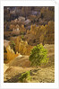 Sandstone hoodoos seen from Sunset Point in Bryce Canyon National Park by Anonymous