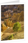Sandstone hoodoos seen from Sunset Point in Bryce Canyon National Park by Anonymous