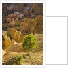 Sandstone hoodoos seen from Sunset Point in Bryce Canyon National Park by Anonymous