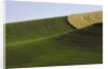 Green and yellow wheat fields in the Palouse Hills of Washington by Anonymous