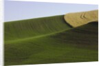Green and yellow wheat fields in the Palouse Hills of Washington by Anonymous