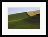 Green and yellow wheat fields in the Palouse Hills of Washington by Anonymous