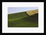 Green and yellow wheat fields in the Palouse Hills of Washington by Anonymous