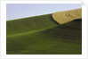 Green and yellow wheat fields in the Palouse Hills of Washington by Anonymous