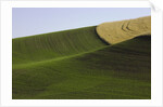 Green and yellow wheat fields in the Palouse Hills of Washington by Anonymous