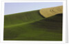 Green and yellow wheat fields in the Palouse Hills of Washington by Anonymous