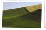 Green and yellow wheat fields in the Palouse Hills of Washington by Anonymous