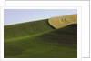 Green and yellow wheat fields in the Palouse Hills of Washington by Anonymous