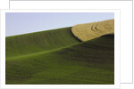 Green and yellow wheat fields in the Palouse Hills of Washington by Anonymous