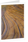Colorful striated sandstone layers at Coyote Buttes by Anonymous