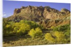 Cottonwood trees and sandstone bluffs in Capitol Reef National Park by Anonymous