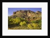 Cottonwood trees and sandstone bluffs in Capitol Reef National Park by Anonymous