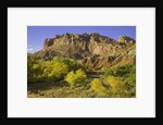 Cottonwood trees and sandstone bluffs in Capitol Reef National Park by Anonymous