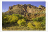 Cottonwood trees and sandstone bluffs in Capitol Reef National Park by Anonymous