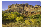 Cottonwood trees and sandstone bluffs in Capitol Reef National Park by Anonymous
