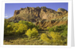 Cottonwood trees and sandstone bluffs in Capitol Reef National Park by Anonymous