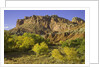 Cottonwood trees and sandstone bluffs in Capitol Reef National Park by Anonymous