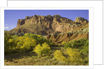 Cottonwood trees and sandstone bluffs in Capitol Reef National Park by Anonymous