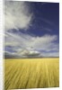 Cumulus clouds above wetland grasses in Klamath Basin National Wildlife Refuge by Anonymous