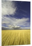 Cumulus clouds above wetland grasses in Klamath Basin National Wildlife Refuge by Anonymous