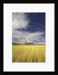 Cumulus clouds above wetland grasses in Klamath Basin National Wildlife Refuge by Anonymous