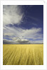 Cumulus clouds above wetland grasses in Klamath Basin National Wildlife Refuge by Anonymous