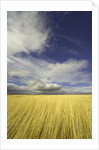 Cumulus clouds above wetland grasses in Klamath Basin National Wildlife Refuge by Anonymous
