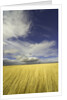 Cumulus clouds above wetland grasses in Klamath Basin National Wildlife Refuge by Anonymous