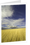 Cumulus clouds above wetland grasses in Klamath Basin National Wildlife Refuge by Anonymous