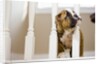 Bulldog puppy with head between balusters by Anonymous