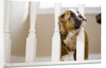 Bulldog puppy with head between balusters by Anonymous