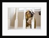 Bulldog puppy with head between balusters by Anonymous