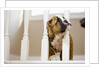 Bulldog puppy with head between balusters by Anonymous
