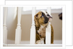 Bulldog puppy with head between balusters by Anonymous