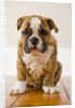 Bulldog puppy by Anonymous