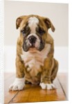 Bulldog puppy by Anonymous