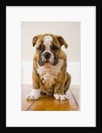 Bulldog puppy by Anonymous