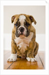 Bulldog puppy by Anonymous