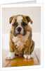 Bulldog puppy by Anonymous