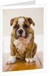 Bulldog puppy by Anonymous