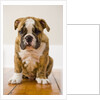 Bulldog puppy by Anonymous