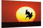 Brown Pelican Diving in Front of Setting Sun by Anonymous