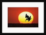 Brown Pelican Diving in Front of Setting Sun by Anonymous