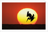 Brown Pelican Diving in Front of Setting Sun by Anonymous